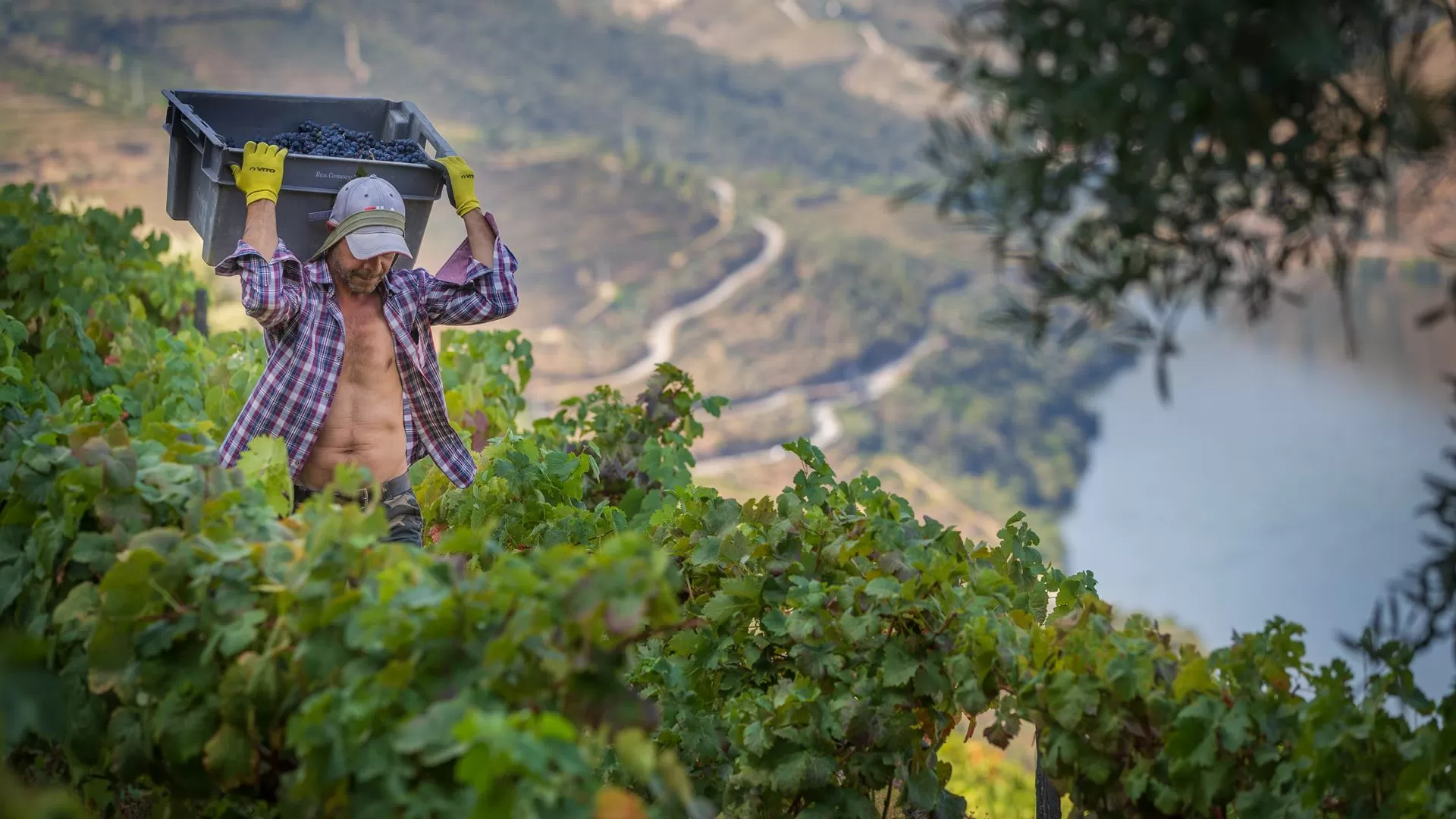 Acordo UE-Mercosul é "globalmente positivo para a agricultura portuguesa"