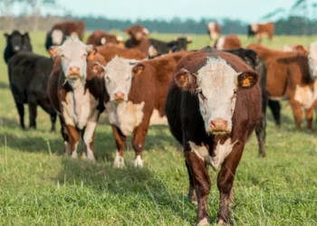 “Economia: desmistificando uma ciência essencial”