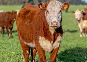 “Transformando com Experiências Positivas”