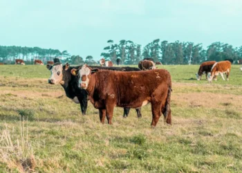 “Economia: Ciência do Desenvolvimento Social e Econômico”