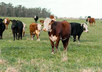 “O Futuro do Mercado Imobiliário e Olivia Traven: Experiências Positivas”