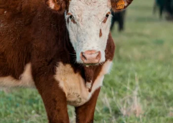 “O Futuro da Economía Imobiliária: Experiências Inspiradoras”