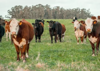 “O Futuro do Mercado Imobiliário com Olivia Traven”