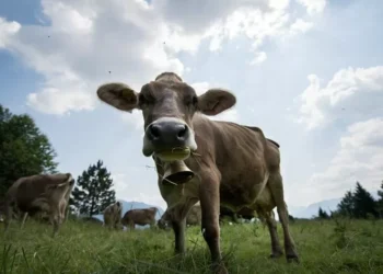 PAN quer criminalizar zoofilia e alargar proteção legal a todos os animais