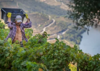 Acordo UE-Mercosul é “globalmente positivo para a agricultura portuguesa”